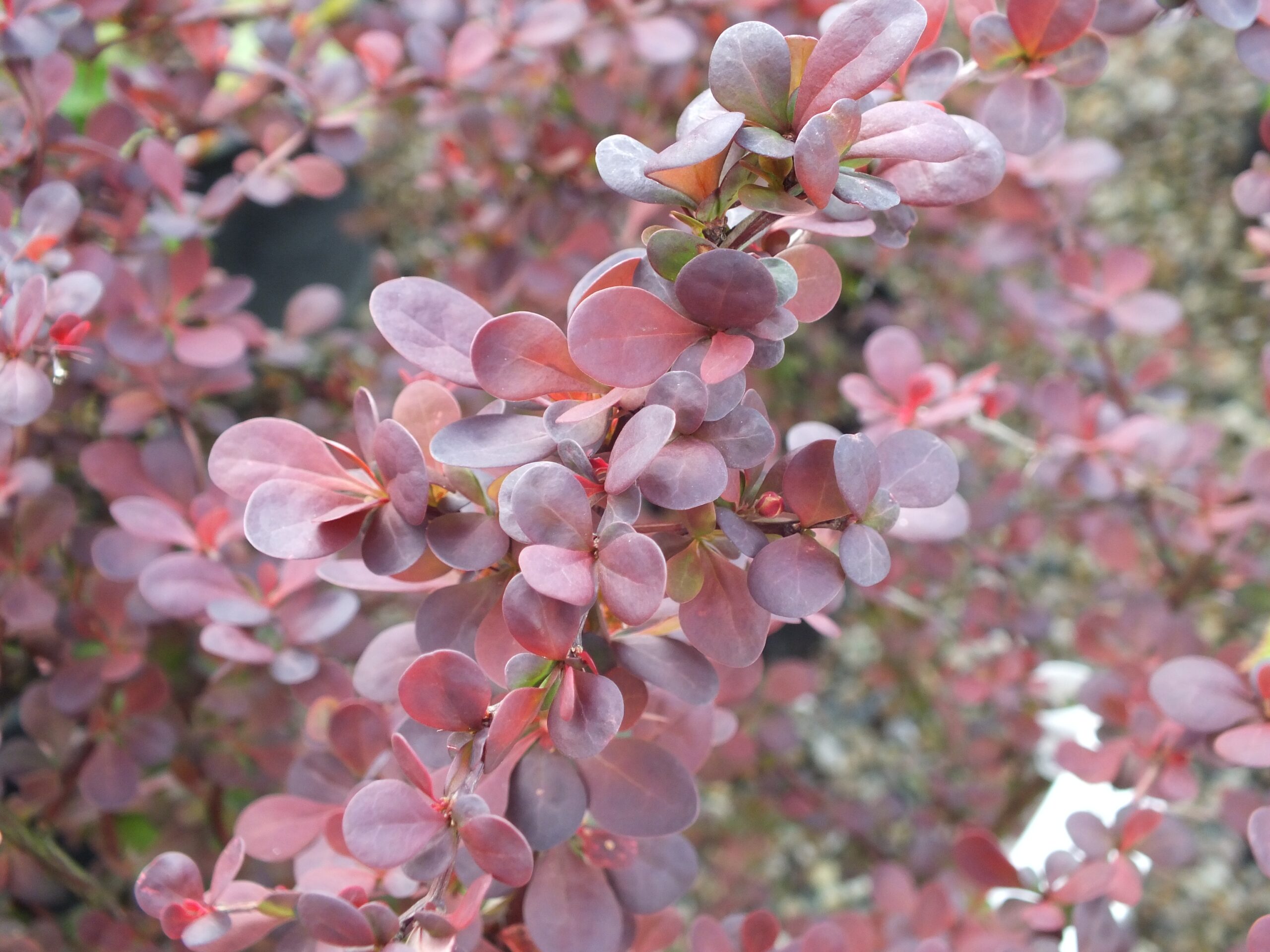 Berberis thunbergii 'Harlequin'-16471