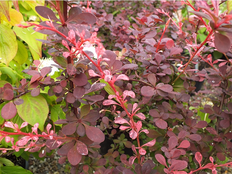 Berberis thunbergii 'Harlequin'-16470