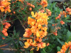 Berberis linearifolia Orange King'-0