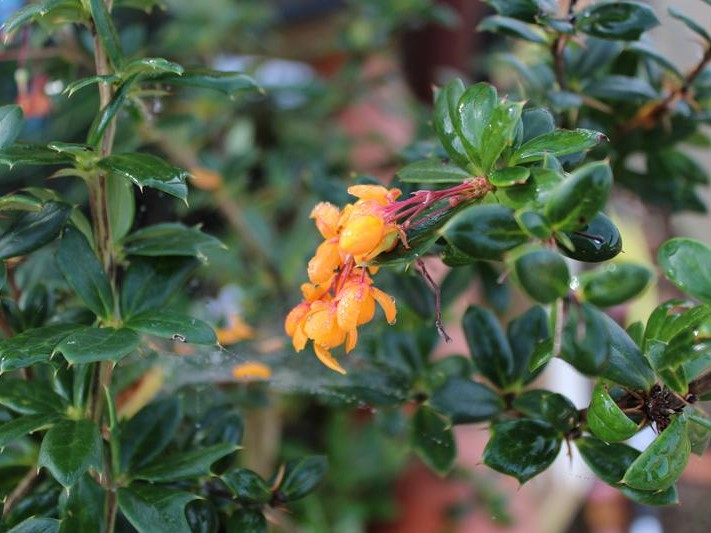 Berberis stapehillensis-26499
