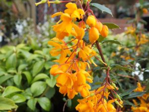 Berberis stapehillensis-0