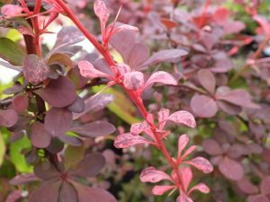 Berberis thunbergii 'Harlequin'-0