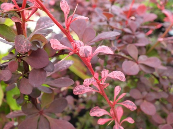 Berberis thunbergii 'Harlequin'-0