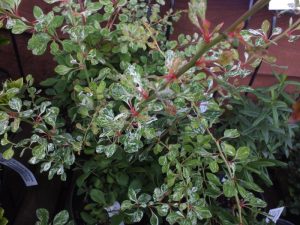 Berberis thunbergii 'Starburst'-0