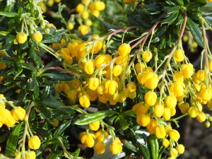 Berberis x stenophylla 'Corallina Compacta'-0