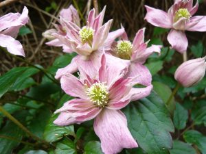 Clematis montana 'Broughton Star'-0