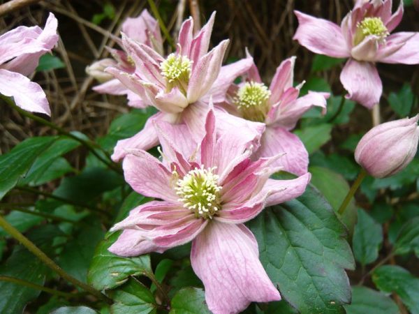 Clematis montana 'Broughton Star'-0