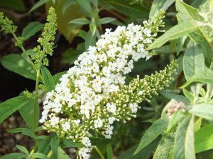 Buddleja davidii 'Pixie White'-0