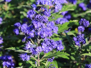 Caryopteris x clandonensis 'Heavenly Blue'-0