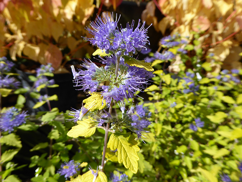 Caryopteris incana 'Sunshine Blue'-0