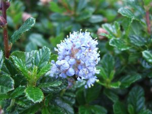 Ceanothus 'Blue Mound'-0