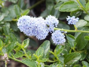 Ceanothus thrysiflorus var. repens-0
