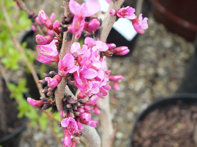 Cercis siliquastrum-0