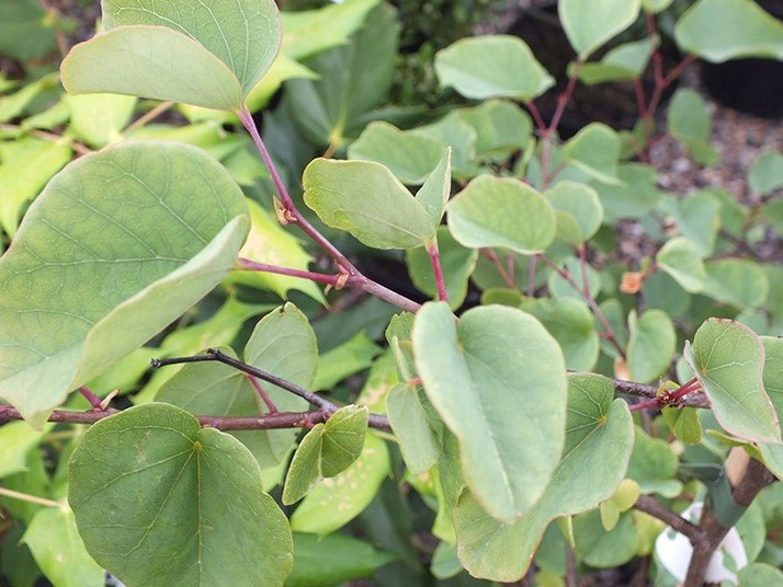 Cercis siliquastrum-26508