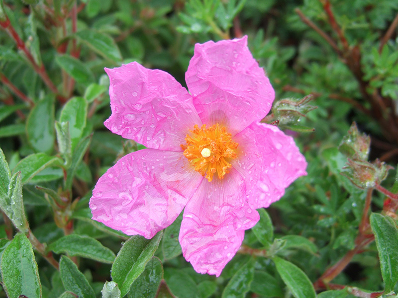 Cistus creticus-3854