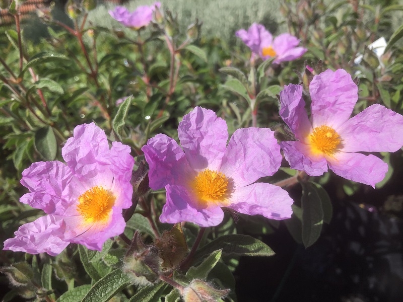 Cistus creticus-0