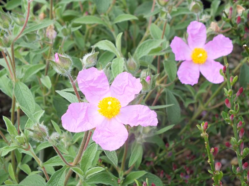 Cistus creticus-4349