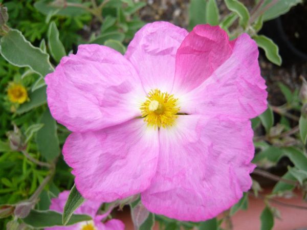 Cistus 'Highlights'-0
