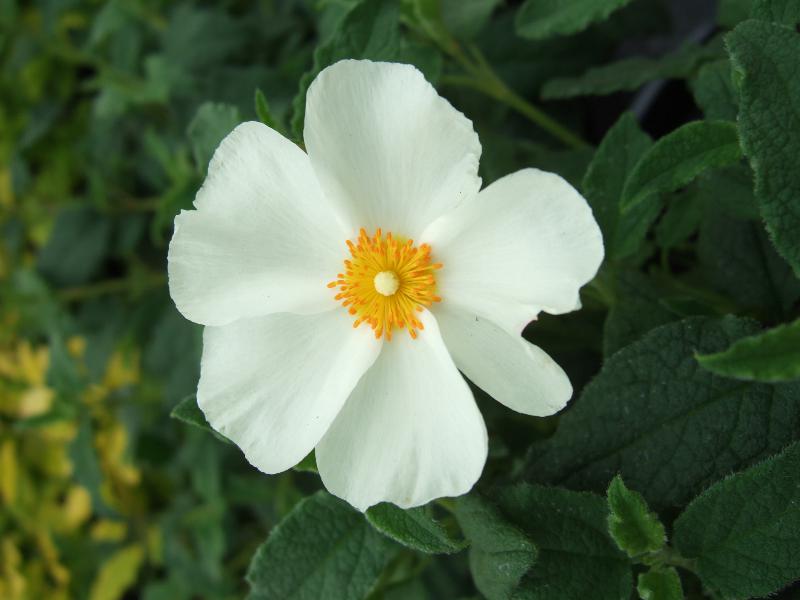 Cistus x corbariensis-0