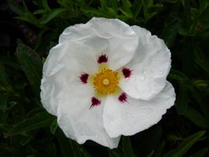 Cistus x dansereaui 'Decumbens'-0