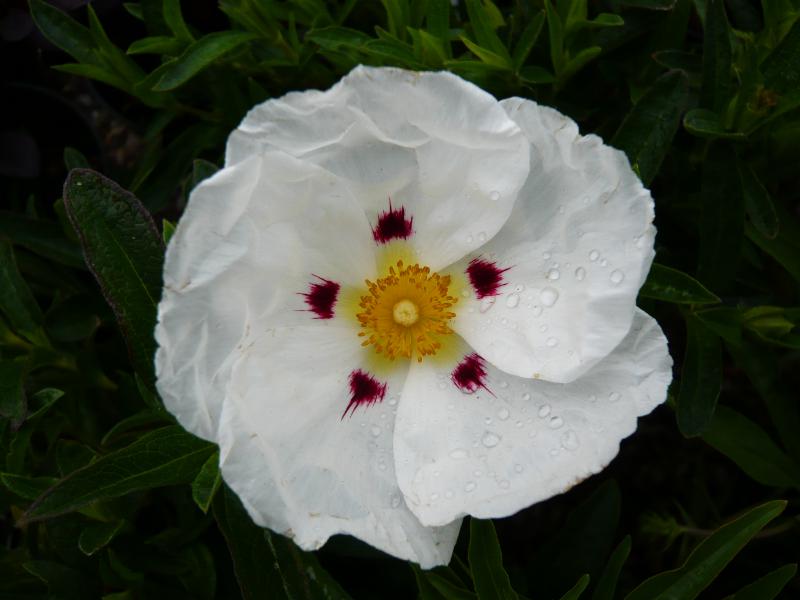 Cistus x dansereaui 'Decumbens'-0