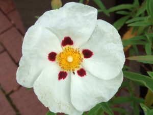 Cistus x purpureus 'Alan Fradd'-0