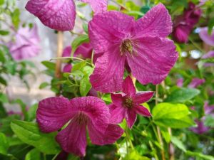 Clematis viticella 'Abundance'-0