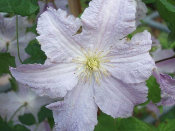 Clematis 'Blue Angel'-0