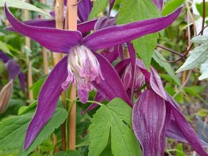 Clematis koreana 'Purple Rain'-0