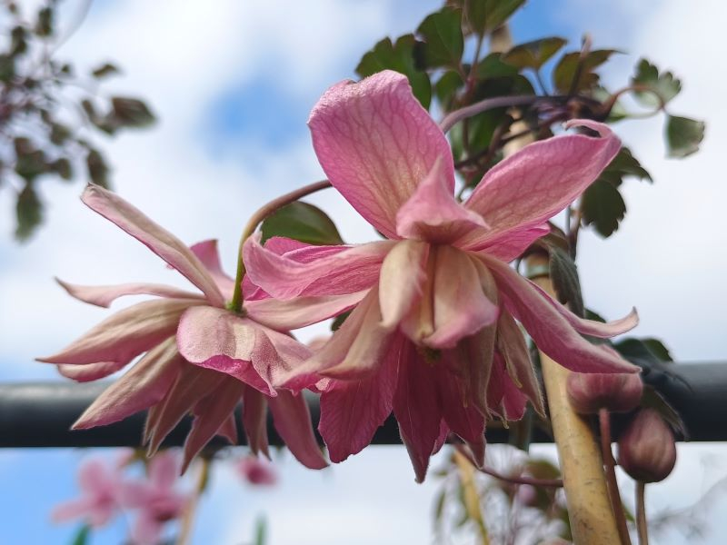 Clematis montana 'Broughton Star'-25470