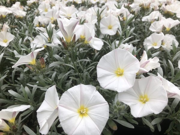 Convolvulus cneorum-0