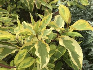 Cornus serica 'Hedgerow's Gold'-0