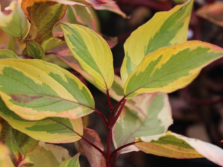 Cornus serica 'Hedgerow's Gold'-26410