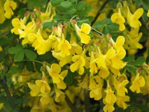 Coronilla emerus-0