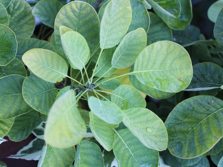 Cotinus cogyggria 'Golden Spirit'-26534