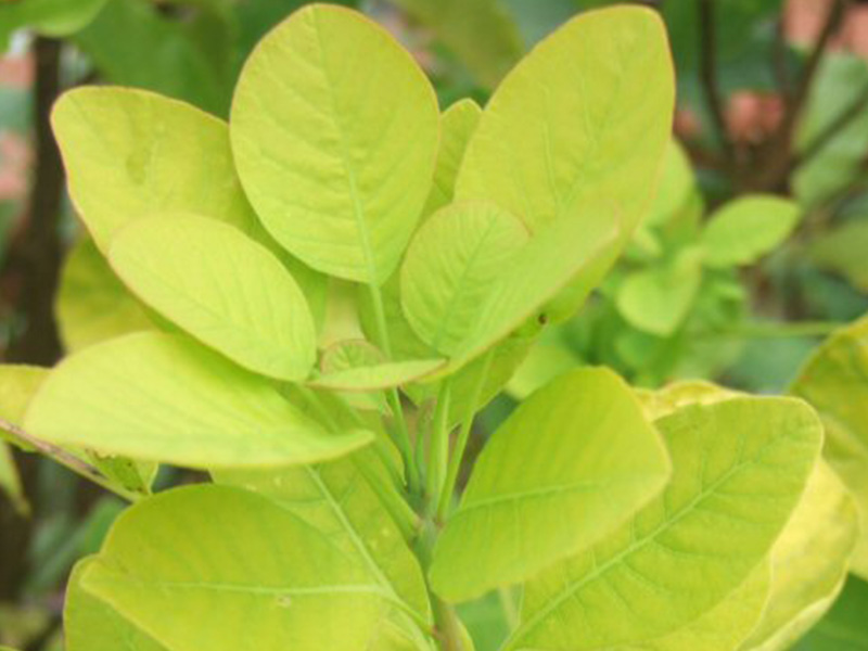 Cotinus cogyggria 'Golden Spirit'-0