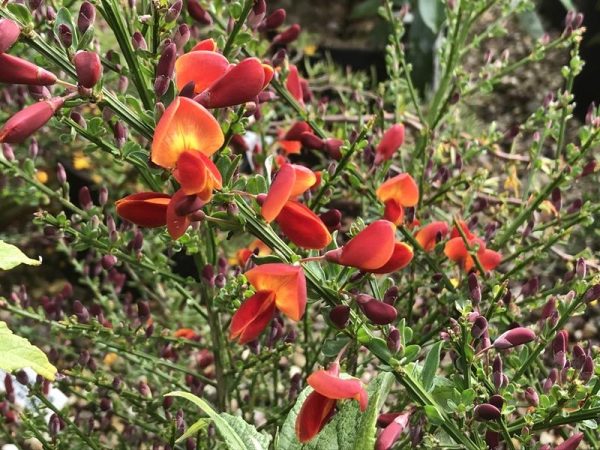 Cytisus 'Lena'-0