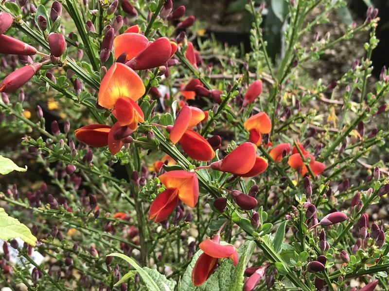 Cytisus 'Lena'-0