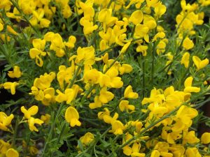 Cytisus x beanii-0