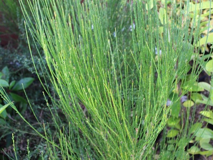 Cytisus 'Burkwoodii'-0
