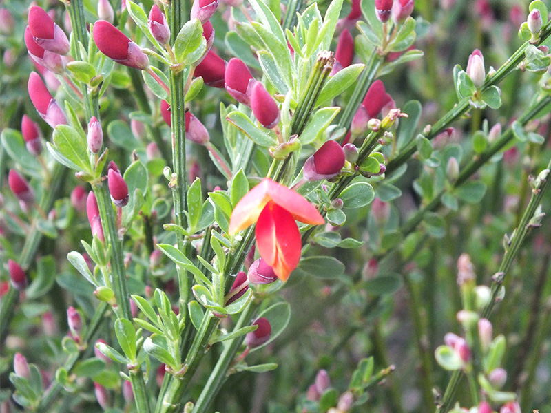 Cytisus 'Lena'-6495