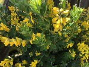 Genista 'Porlock'-0