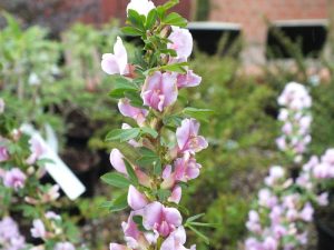 Cytisus x praecox 'Lilac Lady'-0