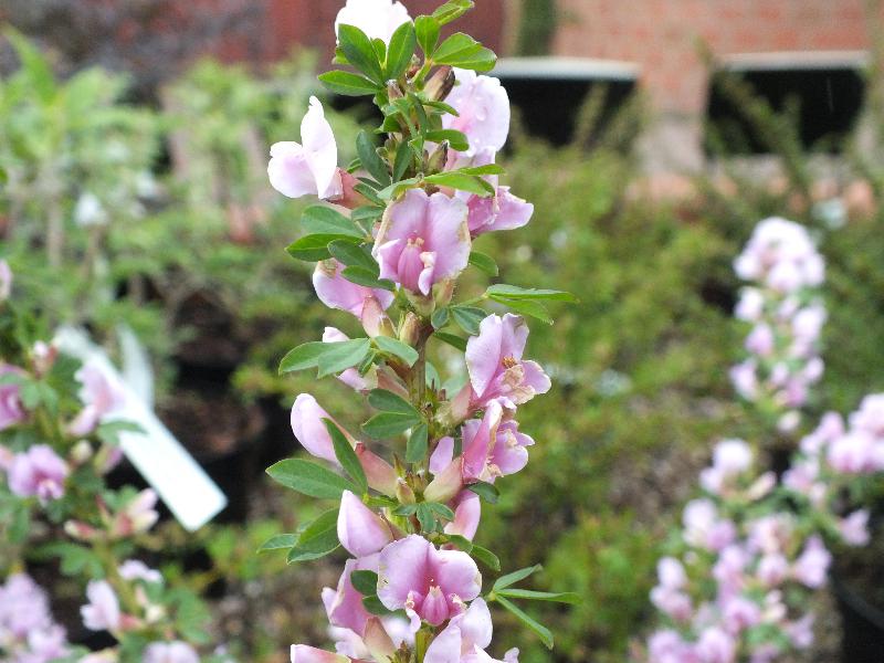 Cytisus x praecox 'Lilac Lady'-0