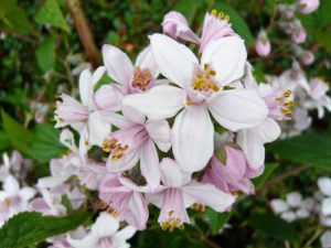 Deutzia x hybrida 'Mont Rose'-0
