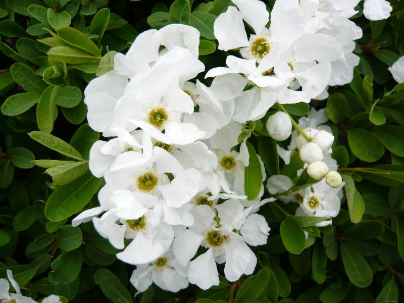 Exochorda x macrantha 'The Bride'-0