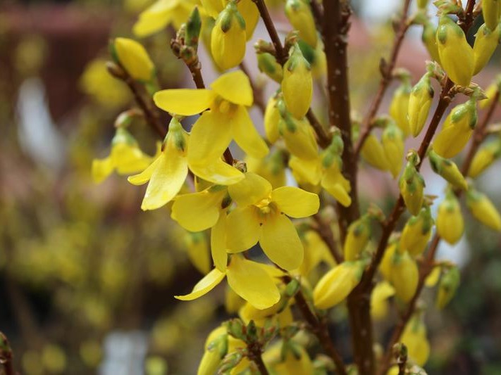 Forsythia x intermedia 'Week-end'-0