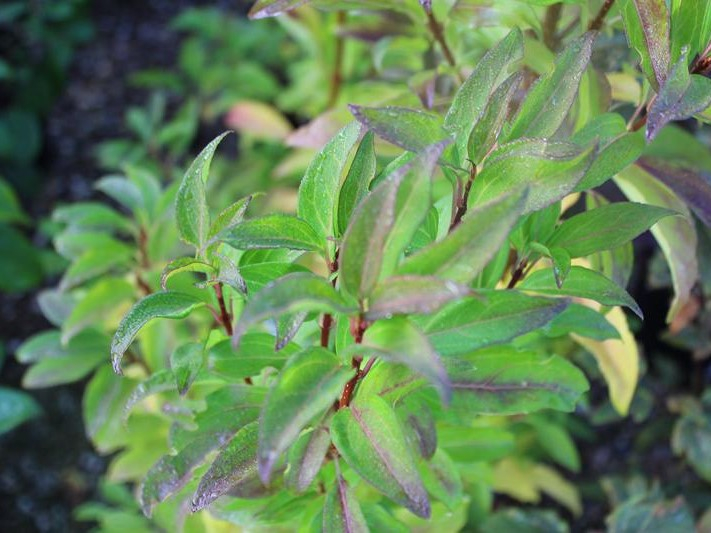 Forsythia x intermedia 'Week-end'-26416