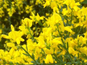 Genista 'Lydia'-0