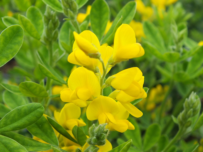 Genista 'Porlock'-3546